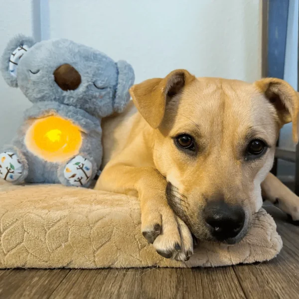 🐨Pet Calming Relief Breathing Stuffed Koala - Image 2